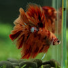 Galaxy/Candy Koi Halfmoon - 14 weeks old