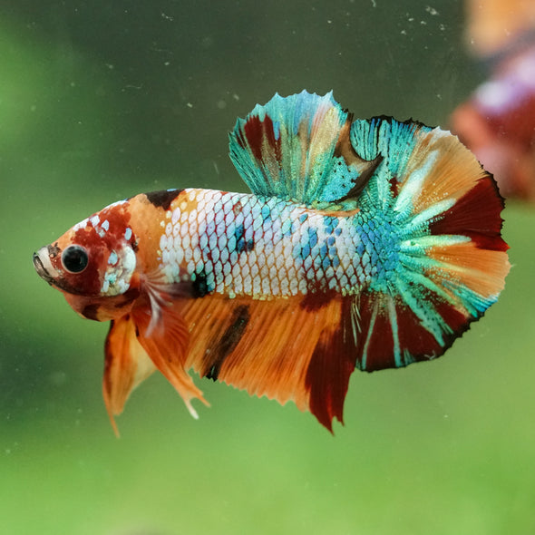 Multicolor/Galaxy Koi Plakat -16 weeks Old