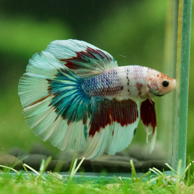 Galaxy/Candy Koi Halfmoon - 14 weeks old