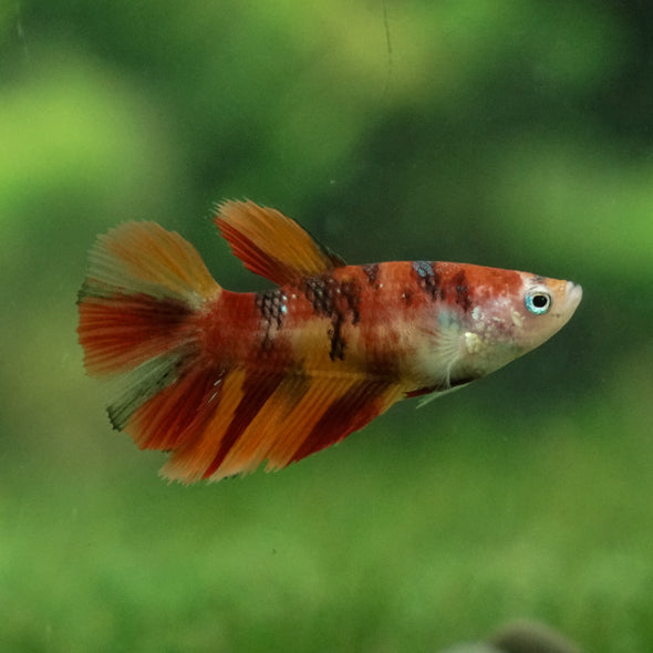 Multicolor/ Galaxy Koi Halfmoon - Female- 13 Weeks Old