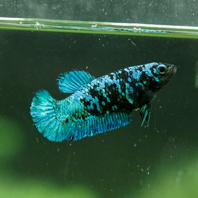 Black Galaxy Koi Plakat (Avatar) - Female- 13 Weeks Old