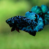 Black Koi Galaxy Plakat (Avatar) -13 weeks Old