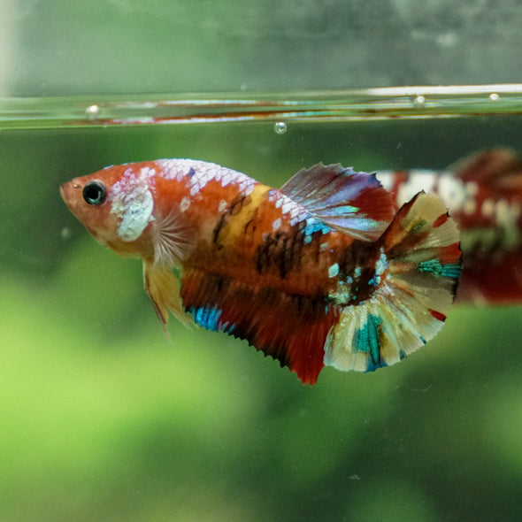 Multicolor/ Galaxy Koi Plakat - Female- 13 Weeks Old