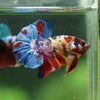Multicolor/Galaxy Koi Plakat -16 weeks Old