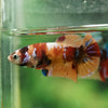 Multicolor/ Galaxy Koi Plakat- Female- 13 Weeks Old