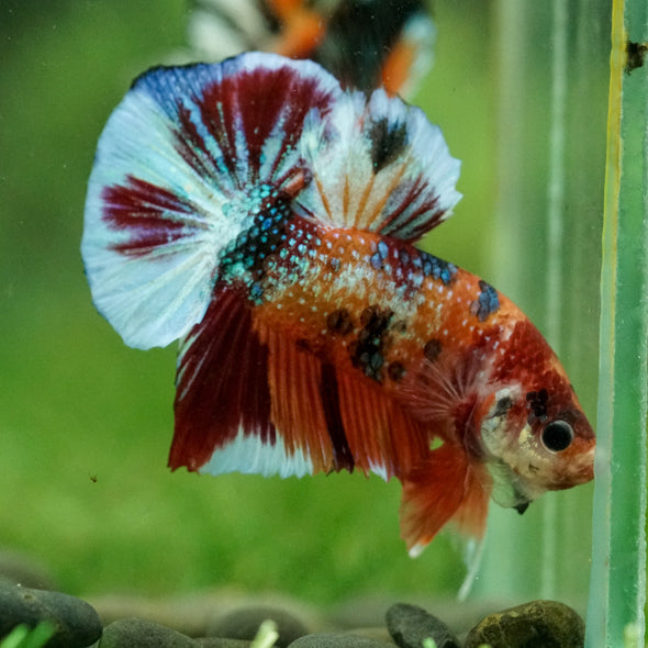 Multicolor/Galaxy Koi Plakat -16 weeks Old