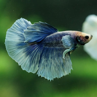 Dumbo Halfmoon - 11 weeks old