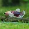 Candy Dumbo Plakat- Female- 13 Weeks Old