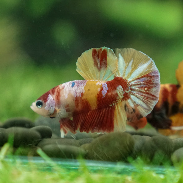 Multicolor/Galaxy Koi Plakat -13 weeks Old