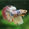 Galaxy/Candy Koi Halfmoon - 11 weeks old