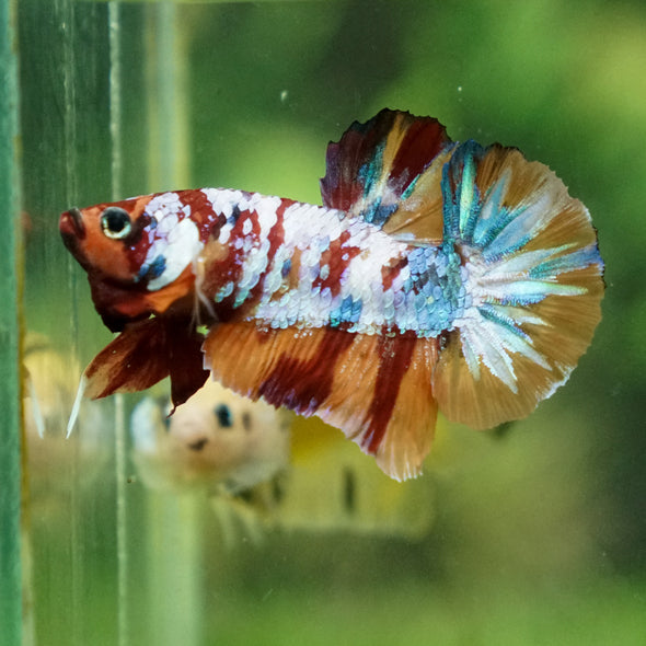 Multicolor/Galaxy Koi Plakat -13 weeks Old