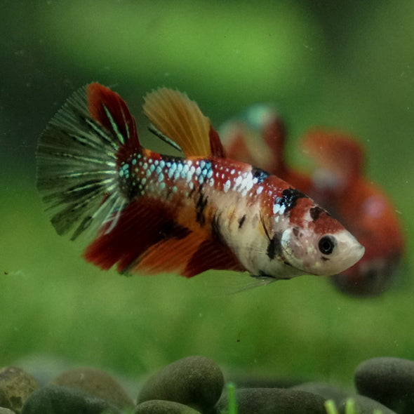 Multicolor/ Galaxy Koi Halfmoon- Female- 13 Weeks Old