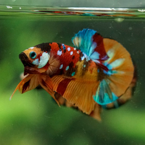 Multicolor/Galaxy Koi Plakat -16 weeks Old