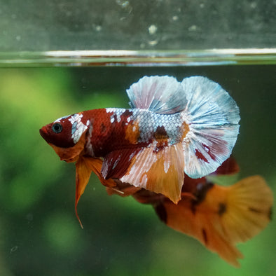 Multicolor/Galaxy Koi Plakat -13 weeks Old