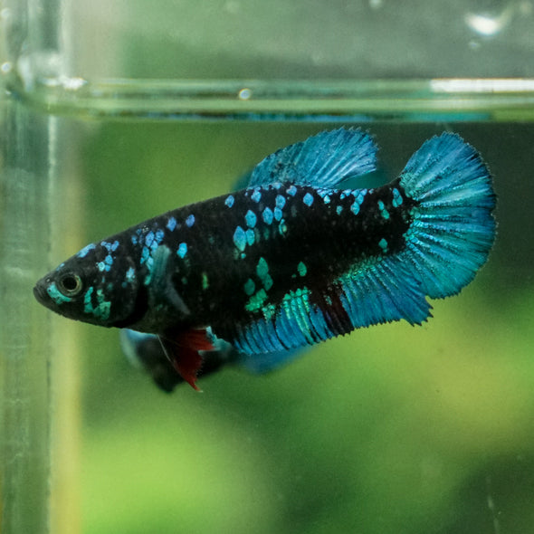 Black Galaxy Koi Plakat (Avatar) - Female- 13 Weeks Old