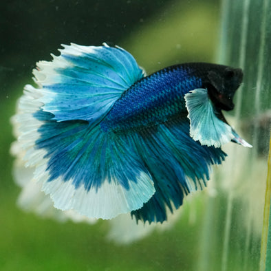 Dumbo Halfmoon - 12 weeks old