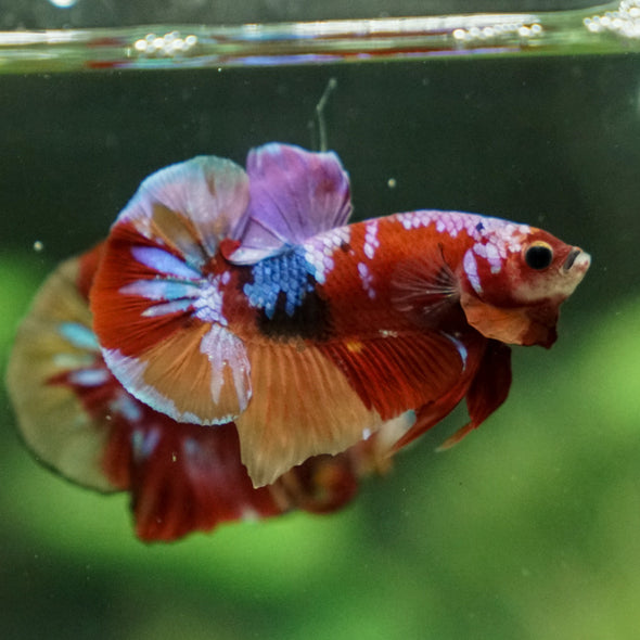 Multicolor/Galaxy Koi Plakat -13 weeks Old