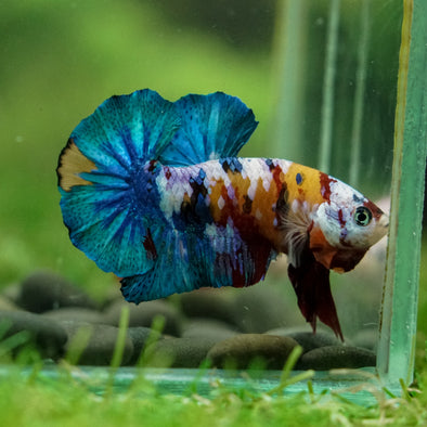 Multicolor/Galaxy Koi Plakat -16 weeks Old