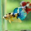 Multicolor/Galaxy Koi Plakat -16 weeks Old