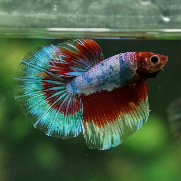 Galaxy/Candy Koi Halfmoon - 13 weeks old