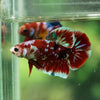 Multicolor/Galaxy Koi Plakat -16 weeks Old