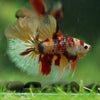 Galaxy/Candy Koi Halfmoon - 14 weeks old