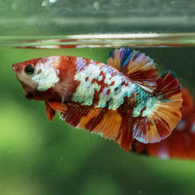 Multicolor/ Galaxy Koi Plakat- Female- 13 Weeks Old