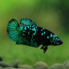 Black Galaxy Koi Plakat (Avatar) - Female- 13 Weeks Old