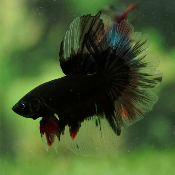 Black Base Galaxy Koi Halfmoon (Avatar) - 14 weeks old