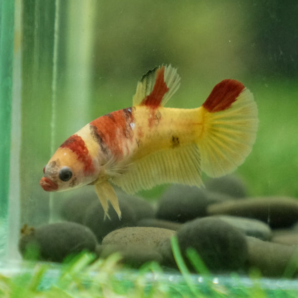 Multicolor/ Galaxy Koi Plakat - Female- 13 Weeks Old