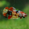 Multicolor/ Galaxy Koi Plakat- Female- 13 Weeks Old