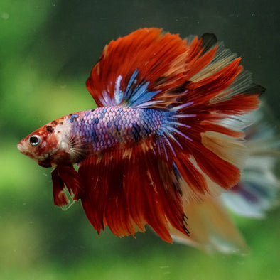Galaxy/Candy Koi Halfmoon - 14 weeks old
