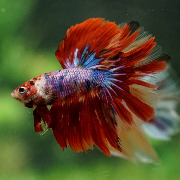 Galaxy/Candy Koi Halfmoon - 14 weeks old