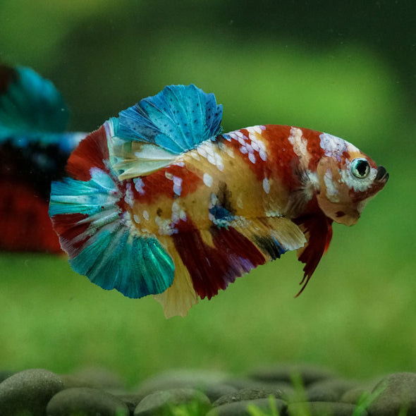 Multicolor/Galaxy Koi Plakat -15 weeks Old