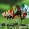 Multicolor/Galaxy Koi Plakat -16 weeks Old