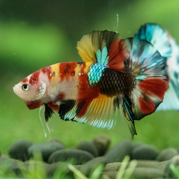 Multicolor/Galaxy Koi Plakat -16 weeks Old