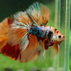Galaxy/Candy Koi Halfmoon - 14 weeks old