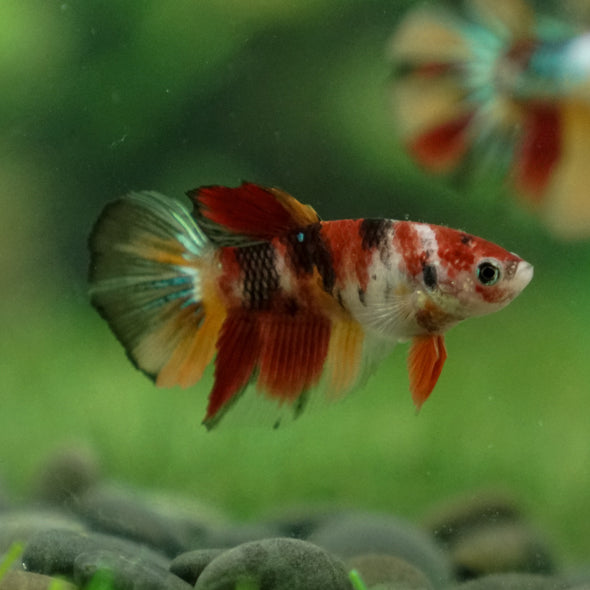 Multicolor/ Galaxy Koi Halfmoon- Female- 13 Weeks Old