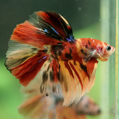 Galaxy/Candy Koi Halfmoon - 14 weeks old