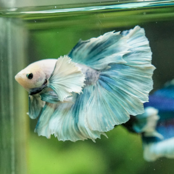 Dumbo Halfmoon - 12 weeks old
