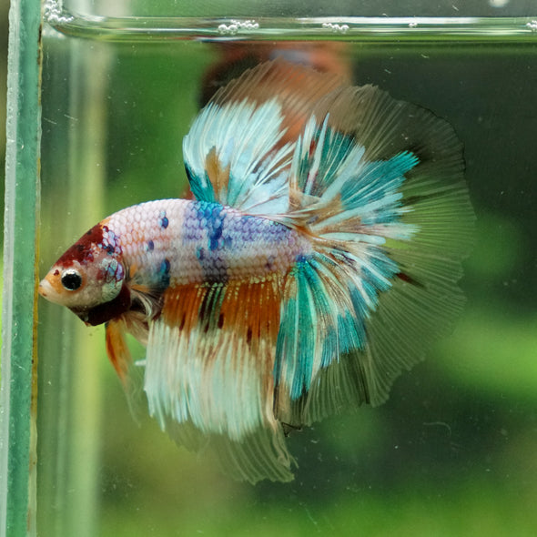 Galaxy/Candy Koi Halfmoon - 13 weeks old