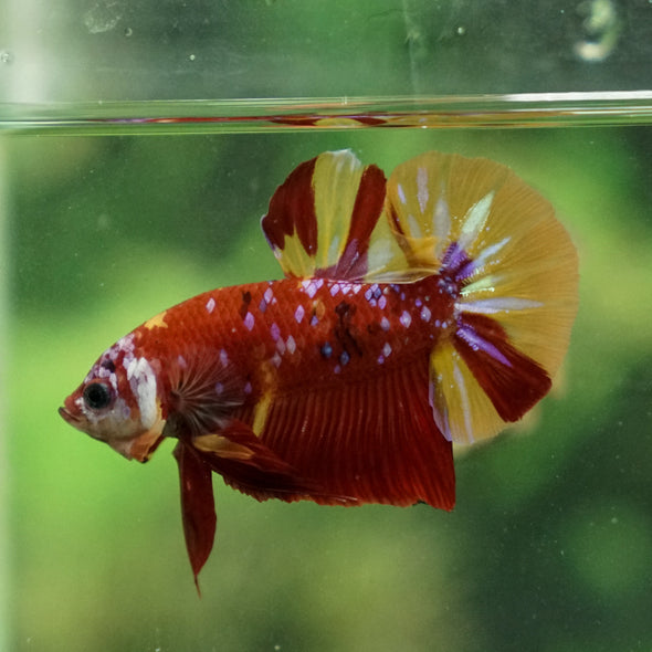 Multicolor/Galaxy Koi Plakat -13 weeks Old