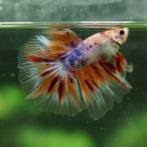 Galaxy/Candy Koi Halfmoon - 13 weeks old