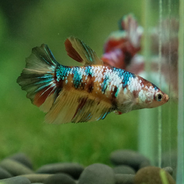 Multicolor/ Galaxy Koi Halfmoon- Female- 13 Weeks Old