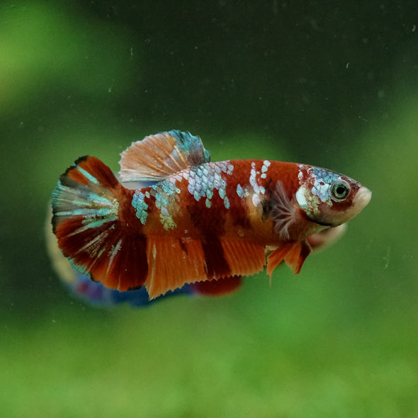 Multicolor/ Galaxy Koi Plakat- Female- 13 Weeks Old