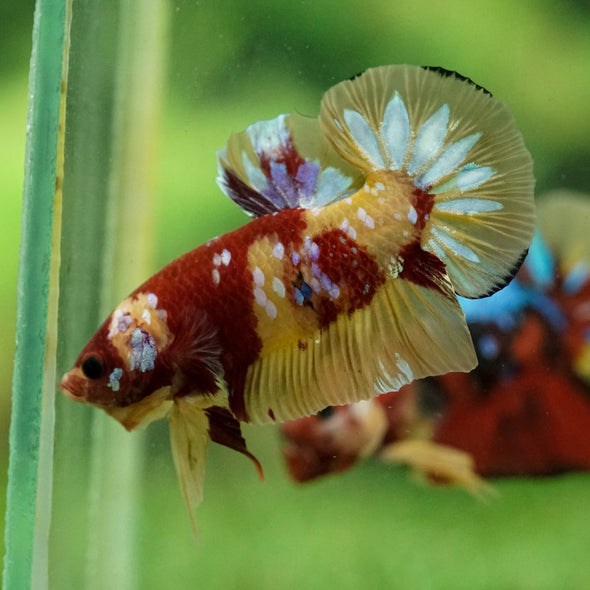 Multicolor/Galaxy Koi Plakat -15 weeks Old