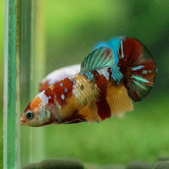 Multicolor/ Galaxy Koi Plakat- Female- 13 Weeks Old