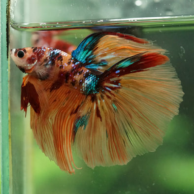 Galaxy/Candy Koi Halfmoon - 14 weeks old