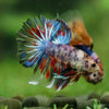 Galaxy/Candy Koi Halfmoon - 14 weeks old