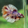 Galaxy/Candy Koi Halfmoon - 14 weeks old